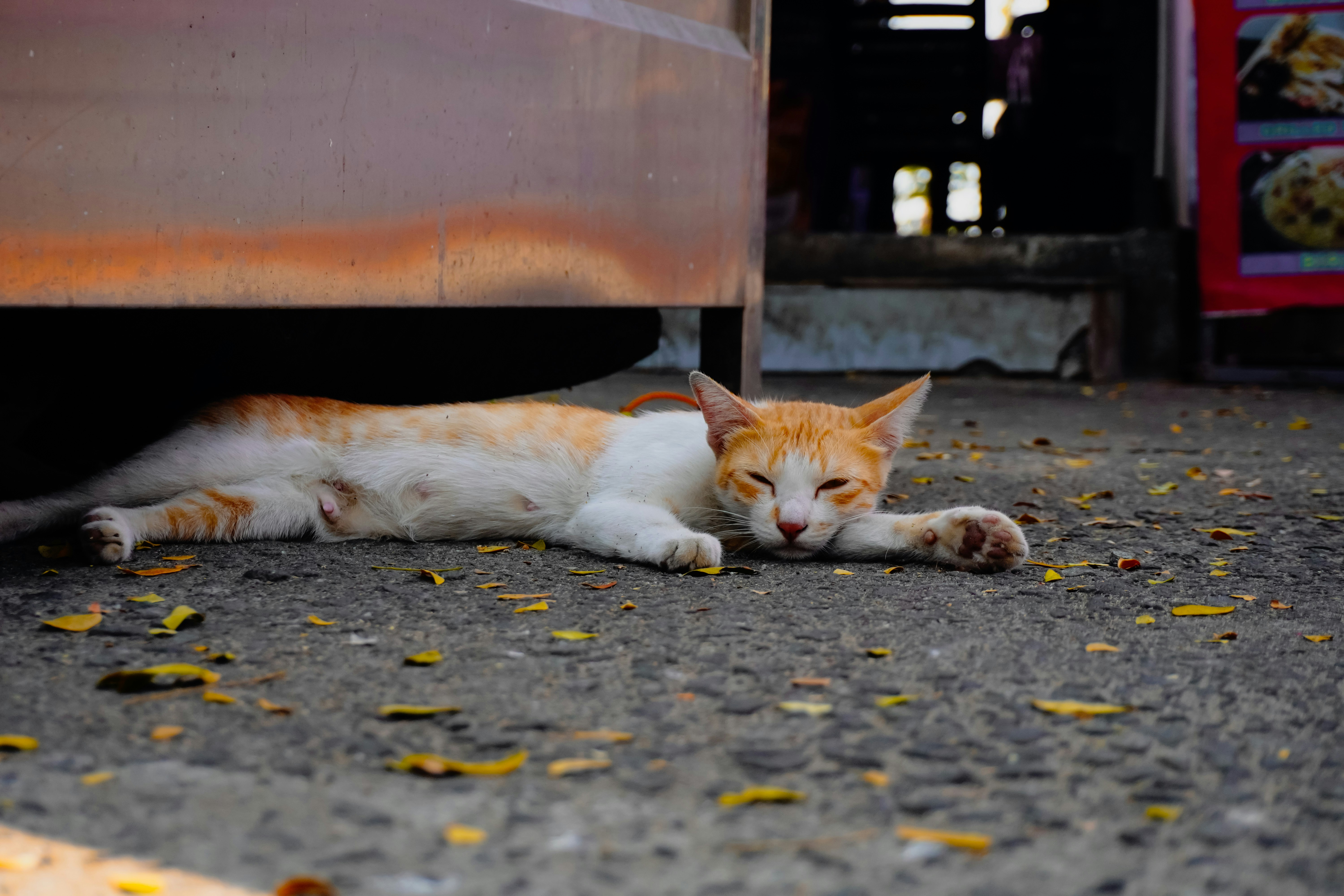 chat roux maigre