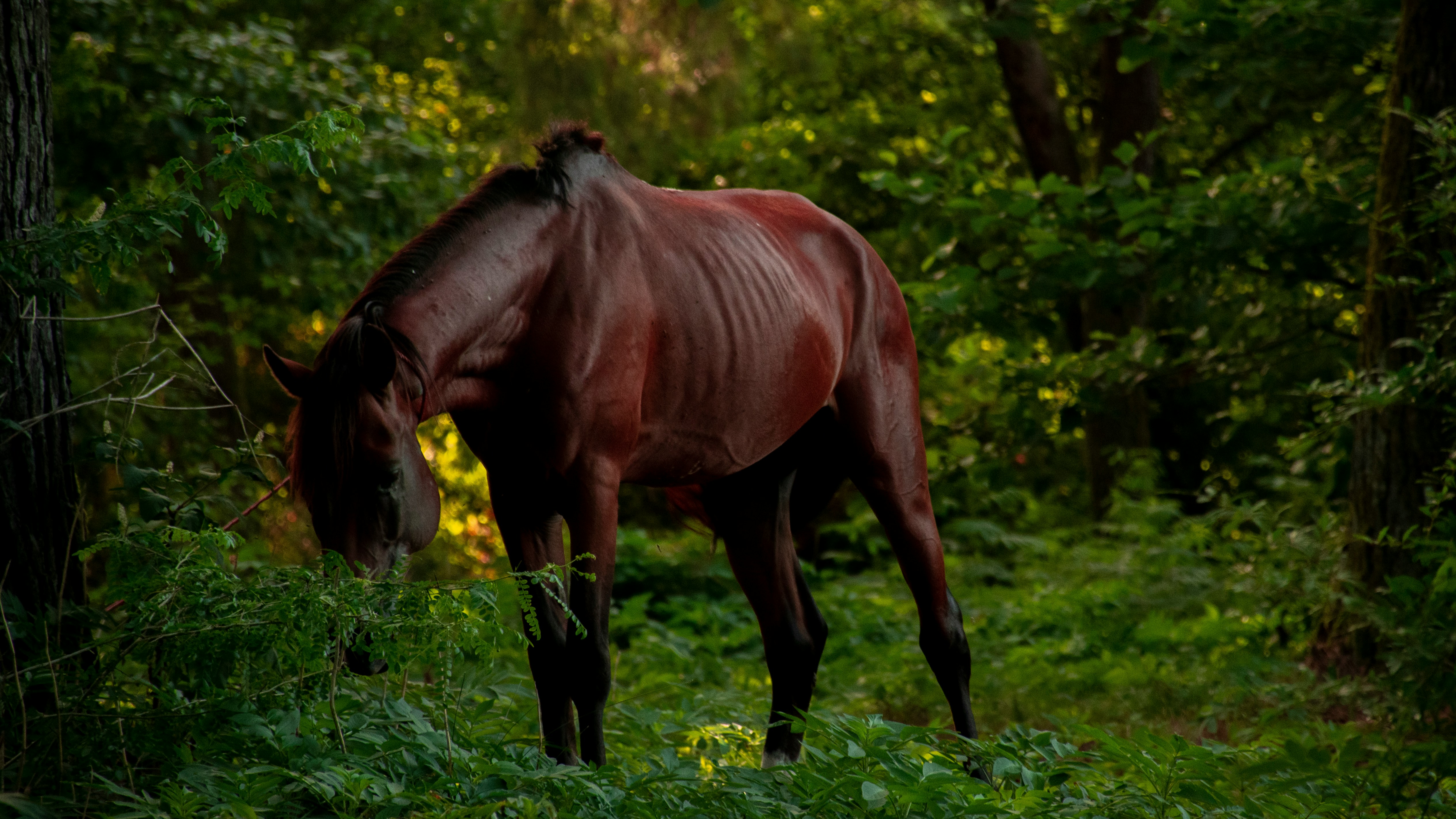 cheval abandonné maigre