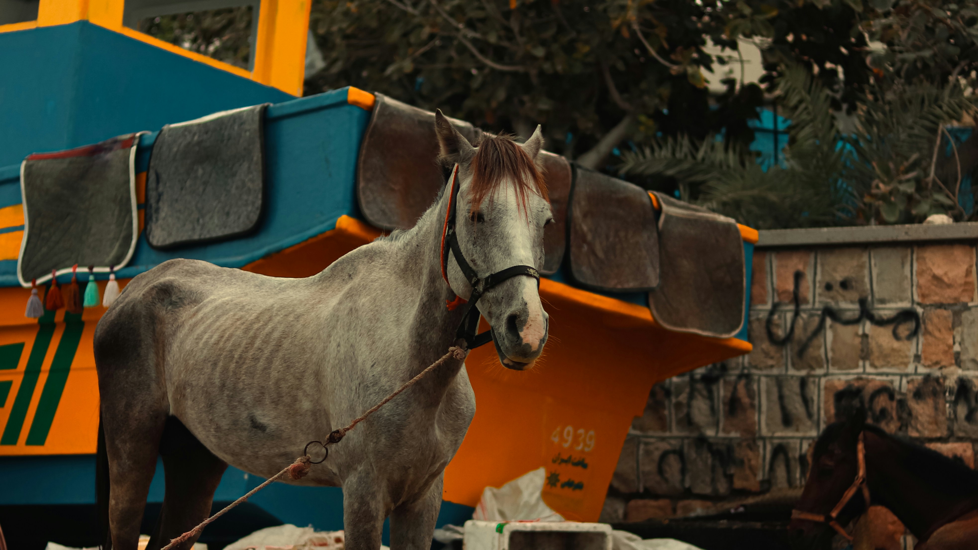 cheval maigre